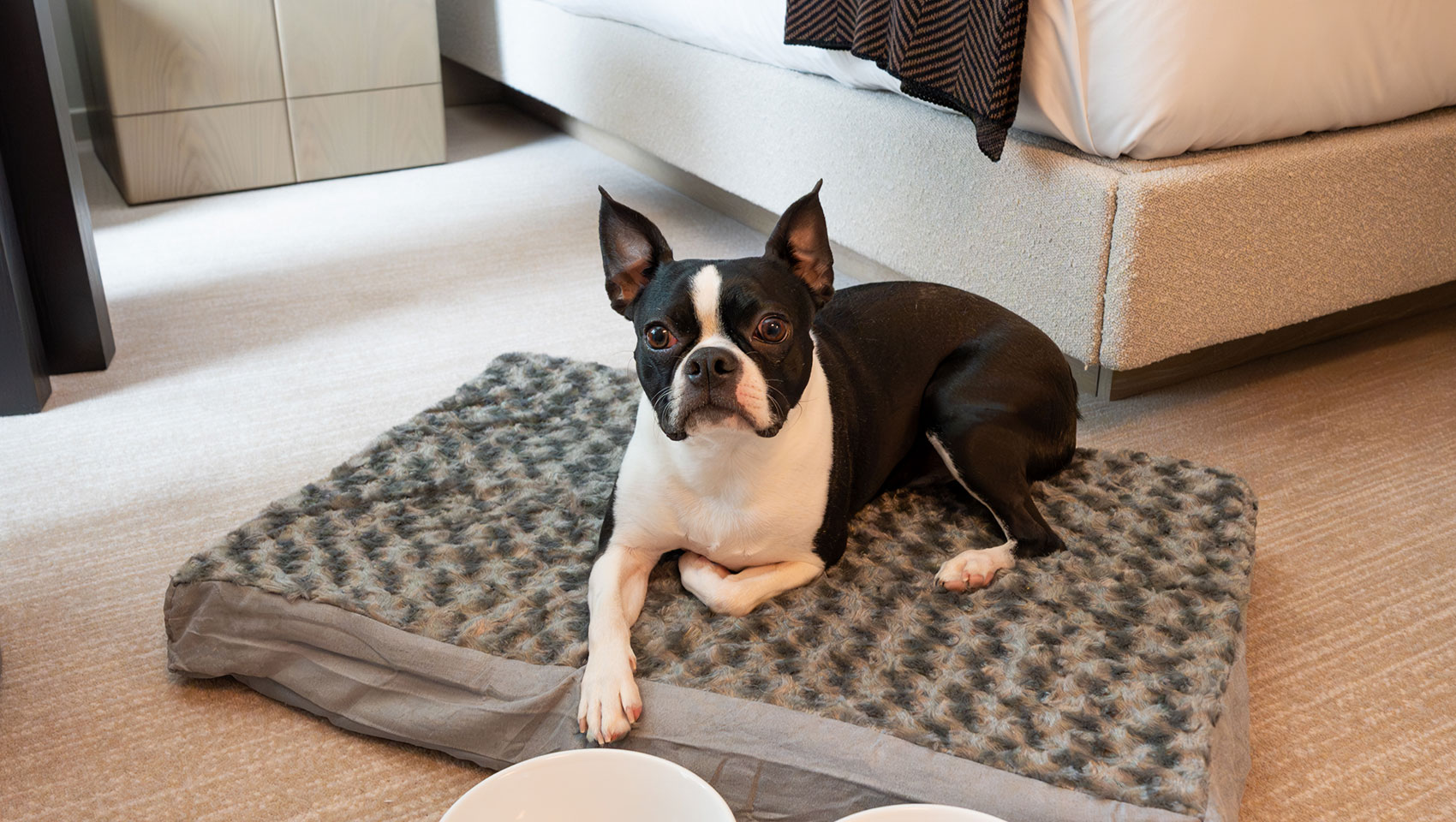 french bulldog on pet bed in claret guestroom