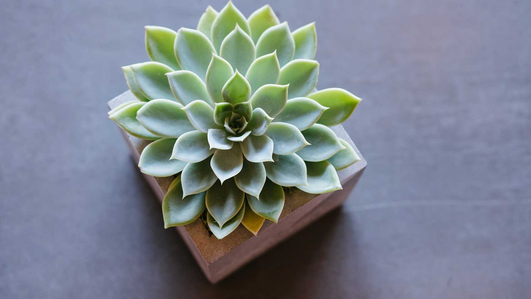 succulent aprimo