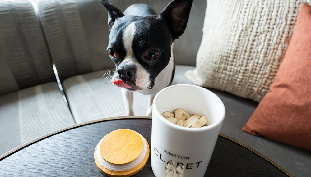 boston terrier dog in Claret guestroom with a jar of dog treats