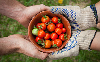 hands holding a bowl of tomatoes